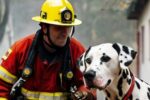 Dalmatians Associated with Firefighters